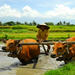Full-Day Tour: Local Life in Bali