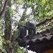 Monkey Forest and Ubud Art Tour in Bali