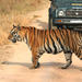 5-Hour Tiger Safari to Panna National Park from Khajuraho