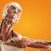 Discovery Times Square Body Worlds: Pulse the Exhibition