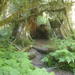 Private Olympic National Park Rainforest Tour from Seattle