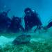 Certified Guided Reef Dive in St Thomas