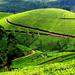 Private Day Trip to Munnar from Kochi (Cochin)