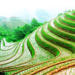 Guilin Private Tour: Longji Rice Terraces Day Tour in Longsheng 