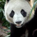 Private Tour: 2-Day Chengdu Tour with Pandas and Leshan Giant Buddha