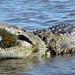 Lake Nasser Fishing Safari Trip with Lunch Included