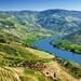 Full-Day Wine Tasting Tour in the Douro Valley with Lunch