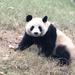 Beijing Family Adventure Tour: Pandas and Juyongguan Great Wall and Flying Kite