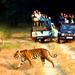 6-Night Golden Triangle Tour with Ranthambore from Delhi