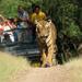 7 Days Golden Triangle with Ranthambore and Pushkar tour From Delhi