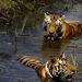 7-Day Wildlife Safaris in Central India from Jabalpur to Khajuraho