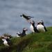 Small-Group Puffin Watching RIB Cruise from Reykjavik