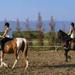 Horse Riding Experience in Nafplio