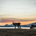 Small-group Arctic Landscapes Sightseeing Tour from Tromso - Winter