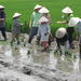 Agricultural Tour in Hoi An