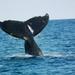 Whale Watching on Taboga and Taboguilla Islands