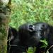 4 Days Flying Gorilla Safari From Uganda 