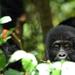 5 Days Rwanda Uganda  Gorilla Tour