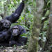 7 Days Classic Primate Uganda Adventure