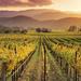 Small Group Chianti at Sunset Wine Tasting Tour from Florence