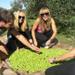 Private Tour: Olive Picking in Solta Island with Lunch 