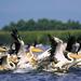 3-Day Small-Group Tour in the Wild Danube Delta