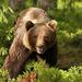 Full Day Tour of Dracula's, LiBEARty Brown Bear Sanctuary, Brasov town and Rasnov Fortress