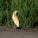 Private Birdwatching Tour in Valencia's Albufera National Park