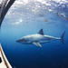 Great White Shark Cruise with Optional Cage Dive and Aqua Sub from Port Lincoln