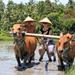 Balinese Daily Life Tour: Live Like A Farmer