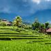 Ubud Rice Field Trekking Tour