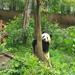 One-Day Private Customize-able Chengdu Panda Breeding & Research Center and City Highlights