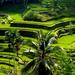 Bali Full-Day Traditional Village Sightseeing Trip with Lunch