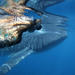 Swimming with Whale Sharks in Ningaloo Reef from Exmouth