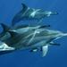 Dolphin Snorkel Tour Hawaii