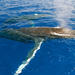 Luxury Whale Watch
