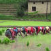 Rice Plantation Experience in Bhaktapur