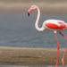 2-Day Independent Tour of Bharatpur Bird Sanctuary and Deeg Palace from Delhi by Private Car