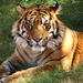 7-Day Independent Tour of Delhi, Agra, Jaipur with Tiger Safari and Private Car