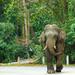 Day Trip to Khao Yai National Park including Elephant Ride