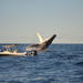 Sydney Whale-Watching by Speed Boat