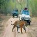 6-Day Private Tour From Delhi to Jaipur includes Ranthambore and Agra Visit