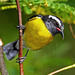 St Maarten Bird-Watching Tour