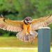 Birds of Prey Guided Tour and Flight Demonstration at the Avian Conservation Center