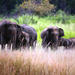 7-Night Private Tour: See It All Sri Lanka Tour