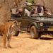 Private Tour: 2-Day Ranthambore National Park from Jaipur