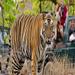 Private Tour: 2-Night Ranthambore National Park from Jaipur