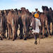 Private Pushkar Tour and Transportation to Jodhpur from Jaipur