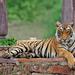 Private Wildlife Safari Tour in Ranthambore from Jaipur