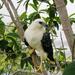 Amazon Bird Watching Tour